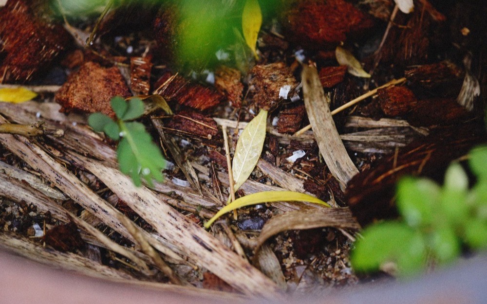 Leaf litter and bark part-way through breaking down